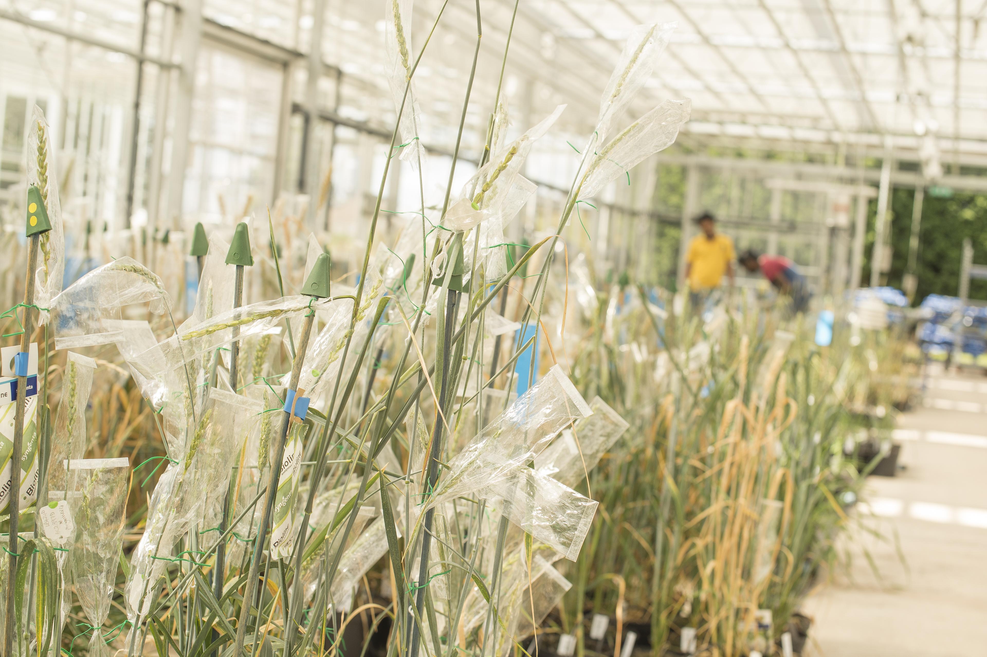 Grewal Lab Wheat Field